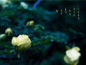 еҰǾޱ